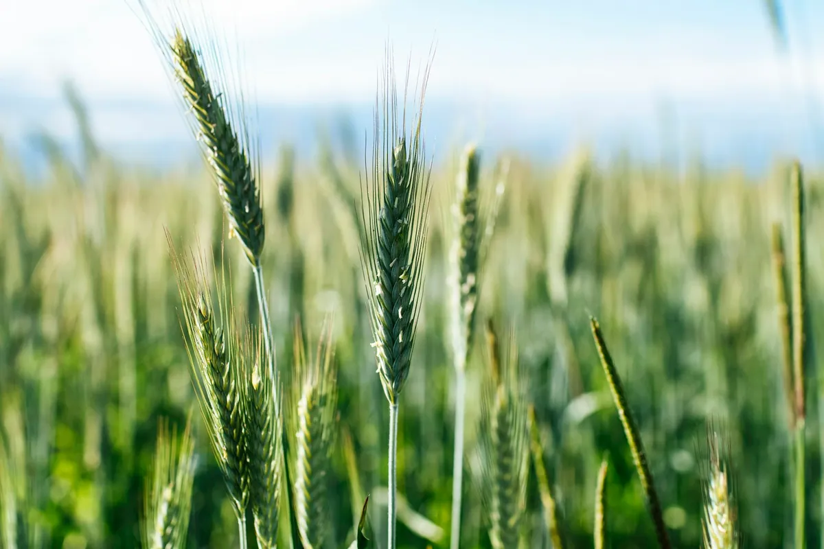 Grain crop growing in a field