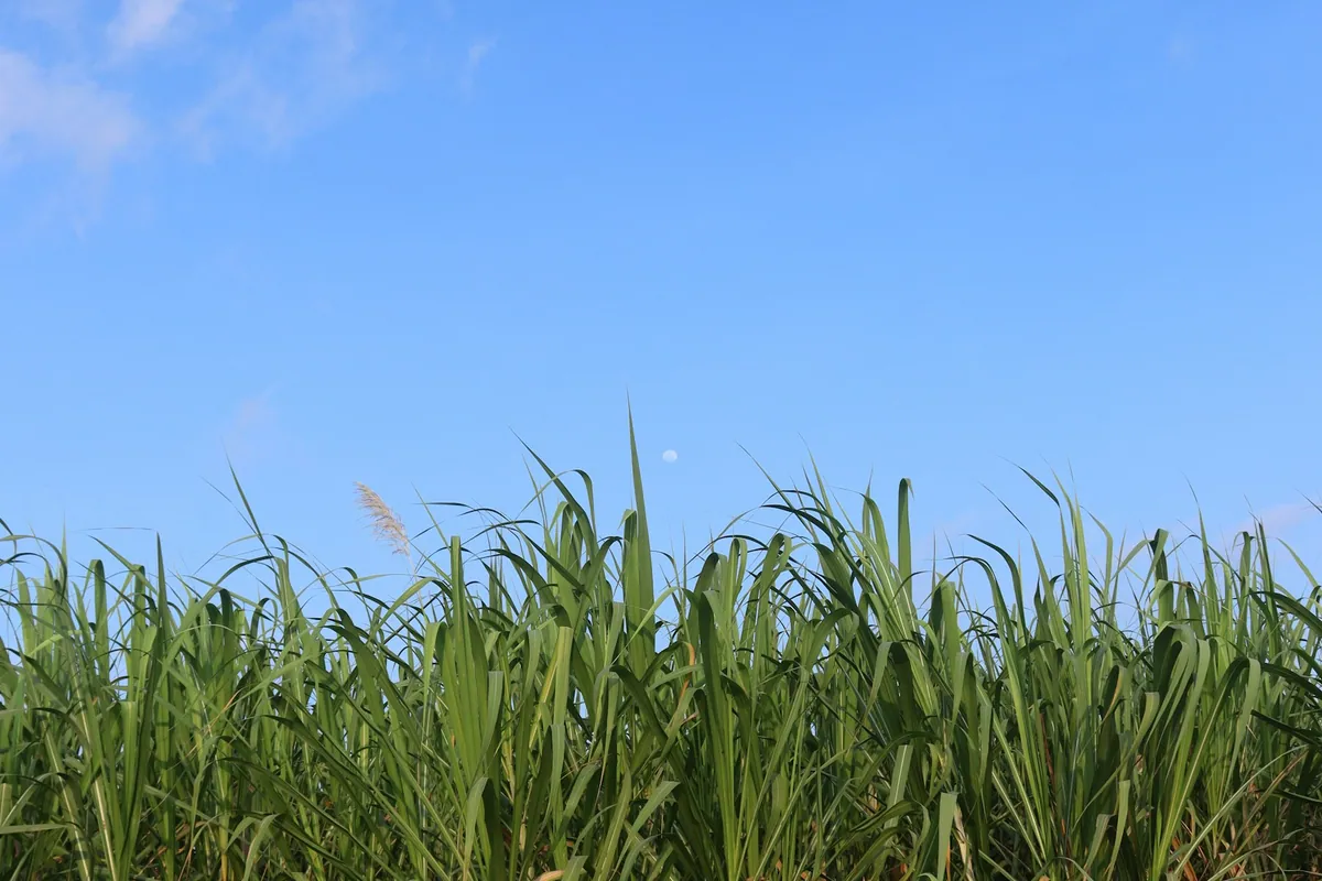 Sugarcane growing in a field