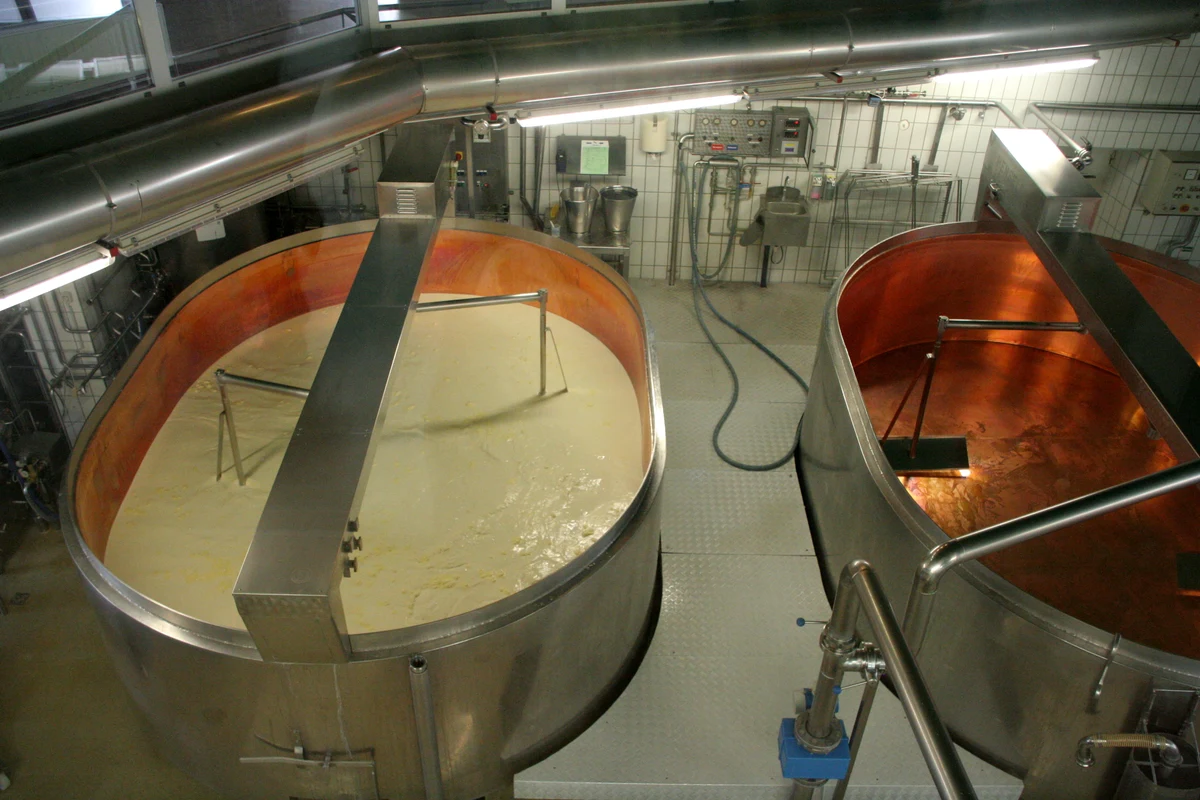 Milk being mixed in cheese-production vats